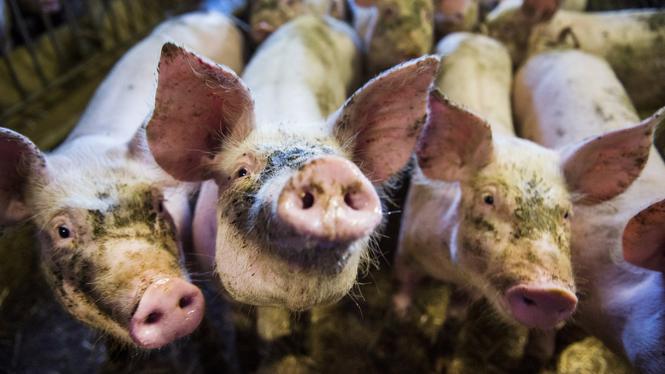 Ur djurens perspektiv är vegansk skolmat en självklarhet, skriver Jonna Kallaste Håkansson.