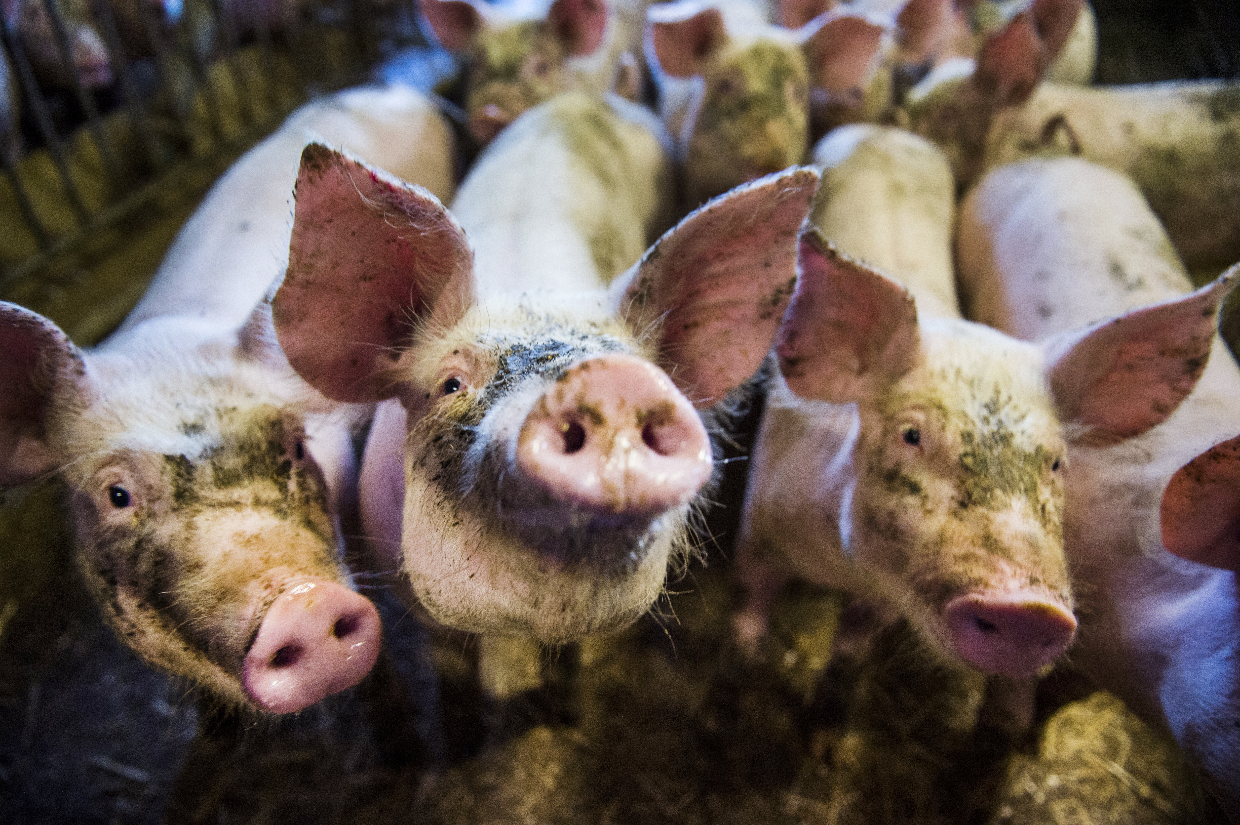 Ur djurens perspektiv är vegansk skolmat en självklarhet, skriver Jonna Kallaste Håkansson.