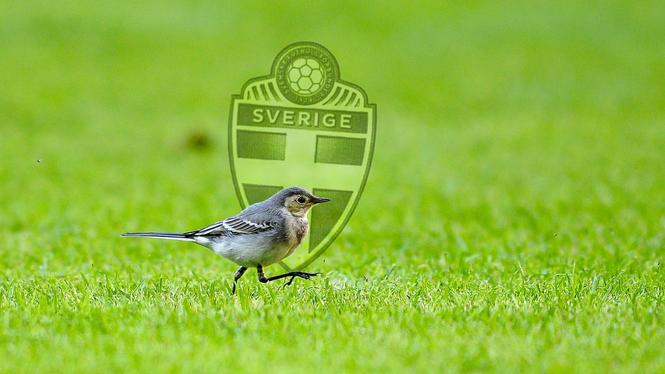 En ung sädesärla beträder planen under en fotbollsmatch i allsvenskan mellan Kalmar FF och AIK på Guldfågeln Arena.