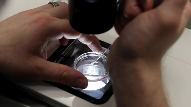 Vid IVF sker befruktning av ägget på labb och embryot förs sedan in i kvinnans kropp. Arkivbild